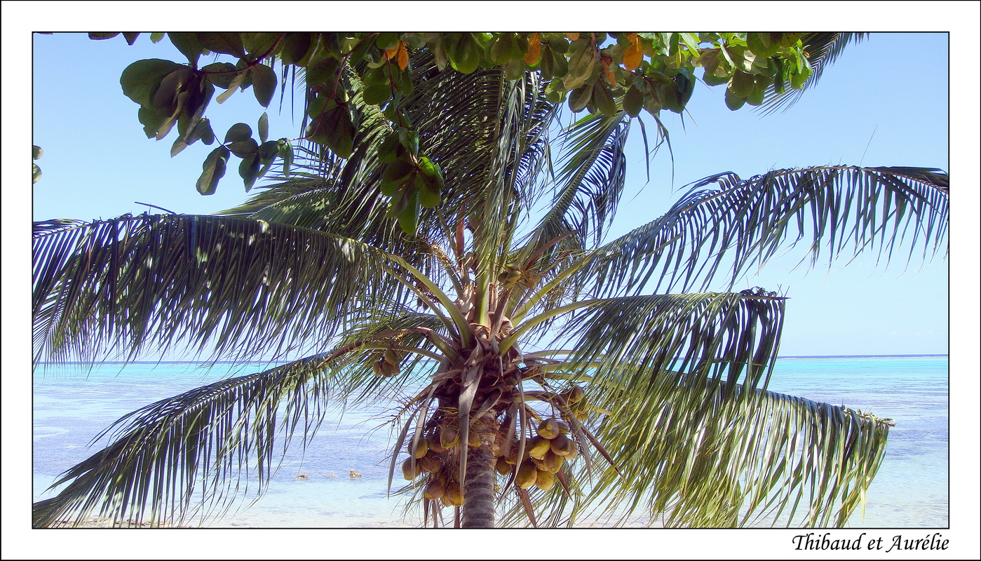 2009 - 08 - Moorea 13
